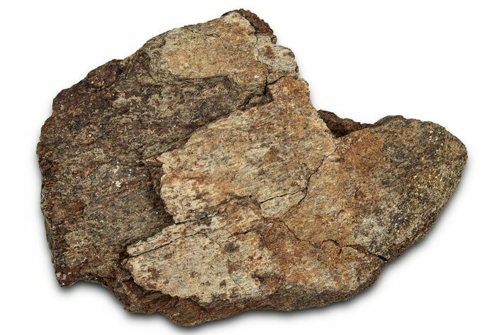 Dinosaur (Triceratops) Frill Shield Section - Montana #338884